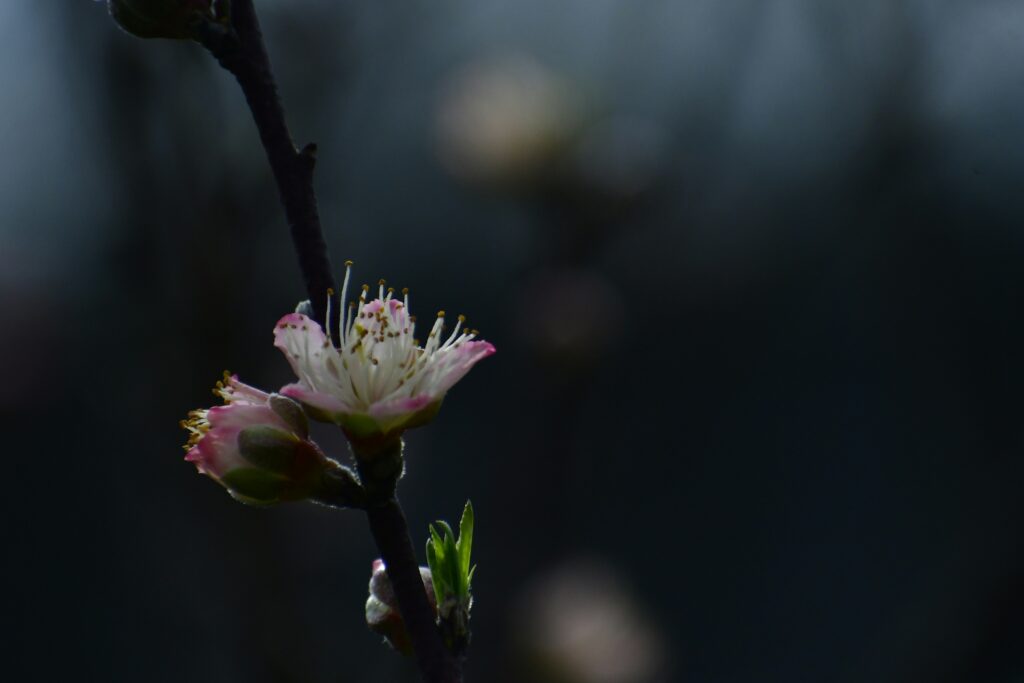 5月24日約伯苦無中保